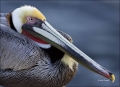 Brown-Pelican;Pelican;California;Southwest-USA;portrait;one-animal;close-up;colo