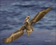 Brown-Pelican;Pelican;Juvenile;California;Southwest-USA;flying-bird;one-animal;c