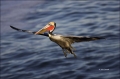Brown-Pelican;Pelican;California;Southwest-USA;flying-bird;one-animal;close-up;c