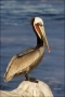 Brown-Pelican;Pelican;California;Southwest-USA;one-animal;close-up;color-image;n