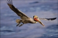 Brown-Pelican;Pelican;California;Southwest-USA;Pelecanus-occidentalis;flying-bir