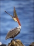 California;Southwest-USA;Brown-Pelican;Pelican;Pelecanus-occidentalis;one-animal