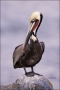 Brown-Pelican;Pelican;Pelecanus-occidentalis;one-animal;close-up;color-image;nob