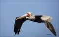 California;USA;Brown-Pelican;Pelican;Pelecanus-occidentalis;flying-bird;one-anim