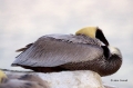 Pelican;Pelecanus-occidentalis;Sleeping;Pelican;Pelecanus-occidentalis;Sleeping;