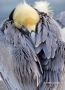 Pelican;Pelecanus-occidentalis;Sleeping;Brown-Pelican;Pelican;Pelecanus-occident
