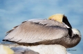 Pelican;Pelecanus-occidentalis;Sleeping;Pelican;Pelecanus-occidentalis;Sleeping;