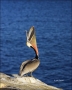 Brown-Pelican;Pelican;Pelecanus-occidentalis;one-animal;close-up;color-image;nob