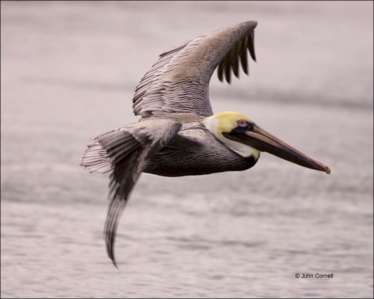 Brown Pelican;Pelican;Pelecanus occidentalis;flying bird;one animal;close-up;color image;nobody;photography;day;birds;animals in the wild;flight;outdoors;Wildlife;Flight