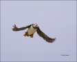 Puffin;Atlantic-Puffin;Flight;Fratercula-arctica;flying-bird;one-animal;close-up