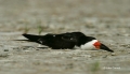 Rynchops-niger;Black-Skimmer;Skimmer;Resting;one-animal;close-up;color-image;pho