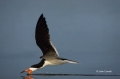 Florida;Southeast-USA;Flight;Rynchops-niger;Black-Skimmer;Flying-bird;action;alo