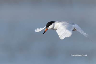 Flying-Bird;Forsters-Tern;Forsters-Tern;Photography;Sterna-fosteri;Tern;action;a