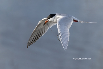 Flying-Bird;Forsters-Tern;Forsters-Tern;Photography;Sterna-fosteri;Tern;action;a
