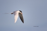 Animals-in-the-Wild;Flying-Bird;Forsters-Tern;Forsters-Tern;Photography;Royal-Te