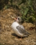 Arctic-Tern;Tern;Chick;Sterna-paradisaea;one-animal;close-up;color-image;nobody;
