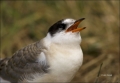 Arctic-Tern;Tern;Juvenile;Sterna-paradisaea;one-animal;close-up;color-image;nobo