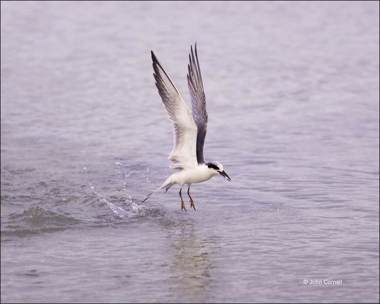 Forster's Tern;Tern;Flight;Prey;Sterna forsteri;feeding behavior;one animal;close-up;color image;nobody;photography;day;birds;animals in the wild;foraging;feeding;prey;outdoors;Wildlife;Forsters Tern