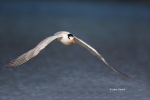 Flying-Bird;Photography;Royal-Tern;Sterna-maxima;Tern;action;active;aloft;behavi
