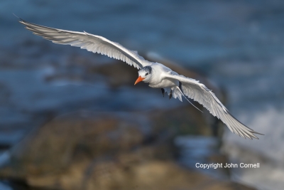 Flying-Bird;Photography;Royal-Tern;Sterna-maxima;Tern;action;active;aloft;behavi