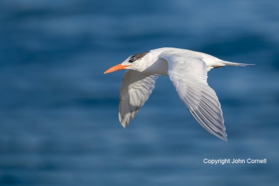 Flying-Bird;Photography;Royal-Tern;Sterna-maxima;Tern;action;active;aloft;behavi