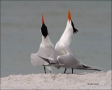 Royal-Tern;Tern;Breeding-Display;Breeding-Plumage;Breeding-Behavior;Sterna-maxim