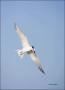 Sandwich-Tern;Tern;Flight;Sterna-sandvicensis;Prey;flying-bird;one-animal;close-