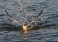 Feeding-Behavior;Flight;Sandwich-Tern;Tern;Sterna-sandvicensis;Flying-bird;actio