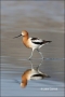 American-Avocet;Avocet;Recurvirostra-americana;Shorebird;shorebirds;waders;close