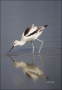 American-Avocet;Avocet;Recurvirostra-americana;shorebirds;one-animal;close-up;co