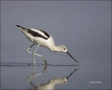 American-Avocet;Avocet;Recurvirostra-americana;shorebirds;one-animal;close-up;co