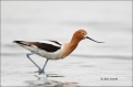 American-Avocet;Avocet;Recurvirostra-americana;Shorebird;shorebirds;waders;close