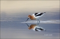 American-Avocet;Avocet;Recurvirostra-americana;Shorebird;shorebirds;waders;close