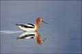 American-Avocet;Avocet;Recurvirostra-americana;Shorebird;shorebirds;waders;close