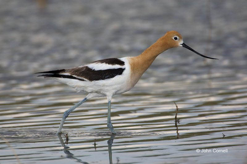 American Avocet;Avocet;Recurvirostra americana;Shorebird;Foraging;Water;one;one animal;avifauna;bird;birds;feather;feathered;outdoors;outside;untamed;wild;color;color photograph;daytime;One;close up;color image;photography;animals in the wild;feathers;wilderness;perch;perching;watching;watchful;shorebirds;closeup;day;wildlife;mud flat;beach;water;foraging;feeding;Close up;Mud Flat;Breeding Plumage