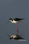 Black-necked-Stilt;Reflection;Himantopus-mexicanus;Shorebird;shorebirds;closeup;