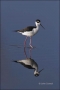 Black-necked-Stilt;Reflection;Himantopus-mexicanus;one-animal;close-up;color-ima
