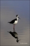 Black-necked-Stilt;Reflection;Himantopus-mexicanus;one-animal;close-up;color-ima