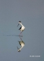 Reflection;Black-necked-Stilt;Himantopus-mexicanus;Black-necked-Stilt;Shorebird;