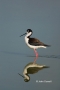 Black-necked-Stilt;Reflection;Black-necked-Stilt;Himantopus-mexicanus;Shorebird;