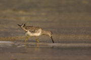 Animals-in-the-Wild;Dowitcher;Limnodromus-griseus;Mud-Flat;Photography;Shorebird