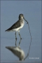 Dowitcher;Limnodromus-griseus;shorebirds;one-animal;close-up;color-image;nobody;