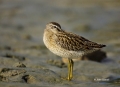 Short-billed-Dowitcher;Dowitcher;shorebirds;Shorebird;Limnodromus-griseus;Sleepi