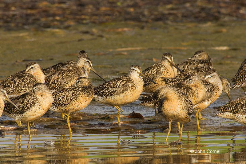 Short-billed Dowitcher;Dowitcher;Southeast USA;shorebirds;Shorebird;Limnodromus griseus;Sleeping;Flock;close-up;color image;photography;day;birds;animals in the wild;avifauna;feathered;feathers;wilderness;perch;perching;watch;watchful;outdoors;Wildlife