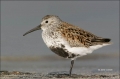 Florida;Dunlin;Shorebird;Calidris-alpina;shorebirds;one-animal;close-up;color-im