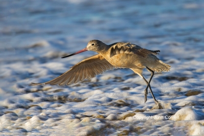Flying-Bird;Forage;Godwit;Limosa-fedoa;Marbled-Godwit;Photography;Shorebird;Surf