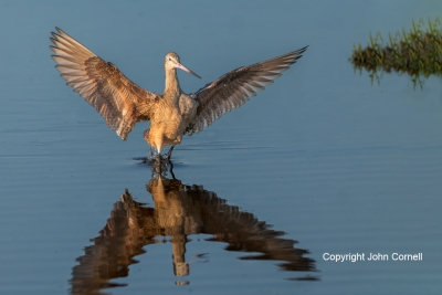 Flying-Bird;Godwit;Limosa-fedoa;Marbled-Godwit;Photography;Reflection;action;act