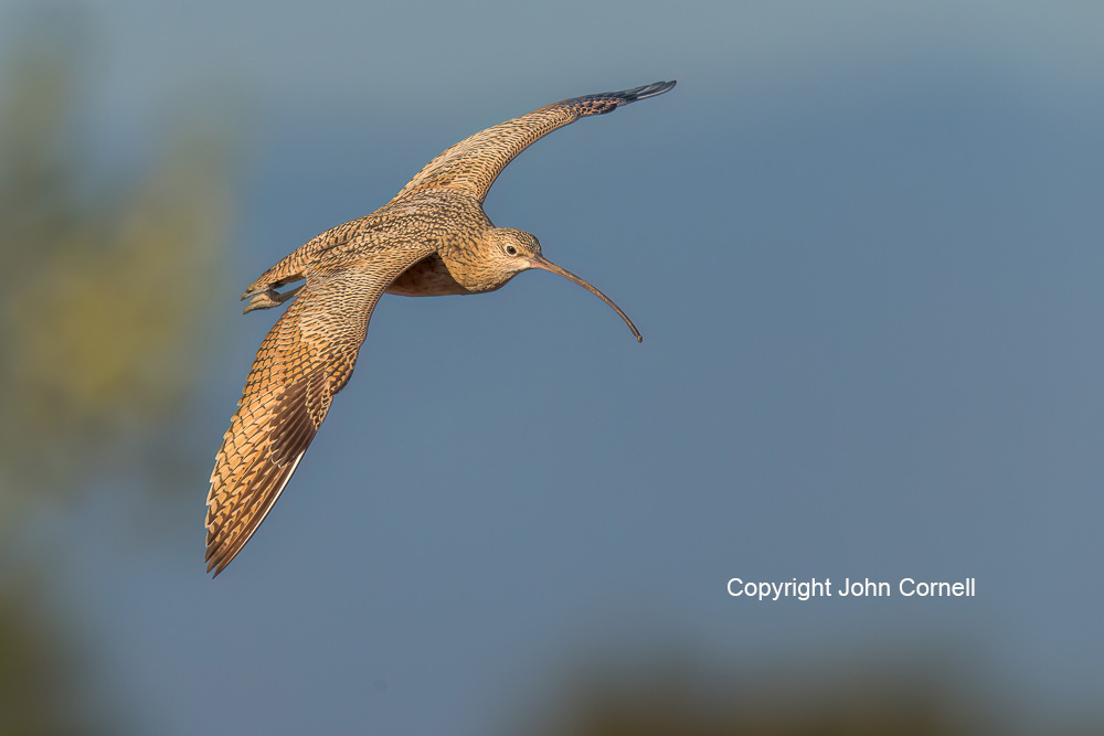 Curlew;Flying Bird;Long-billed Curlew;Numenius americanus;Photography;action;active;aloft;behavior;birds;color image;flight;fly;flying;in flight;motion;movement;one animal;soar;soaring;wing;winged;wings