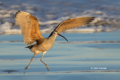 Curlew;Flying-Bird;Forage;Long-billed-Curlew;Numenius-americanus;Photography;San