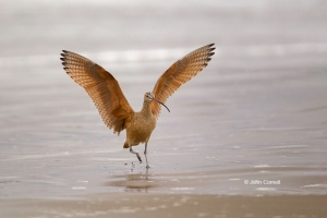 Curlew;Long-billed-Curlew;Numenius-americanus;Sand;Shorebird;Shoreline;Surf;beac